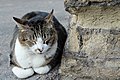 Sleeping cat in Largo Torre Argentina, Rome