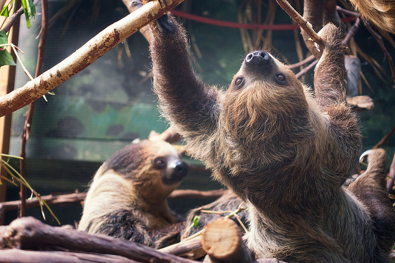 File:Sloth Climbing in Front of Another (17915910338).jpg