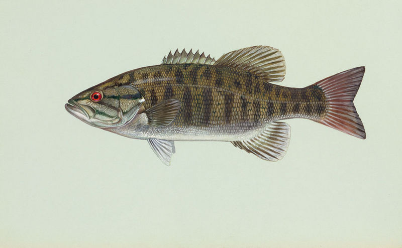 Bass Fish Picture