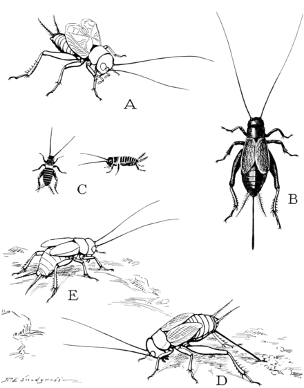 Various instars of Gryllus assimilis, by Robert Evans Snodgrass, 1930