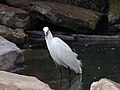 Picture of a Snowy Egret in the water.