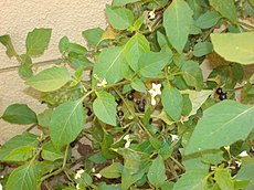 Solanum furcatum I.JPG