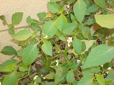 Tập_tin:Solanum_furcatum_I.JPG