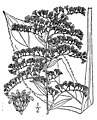 Solidago juncea