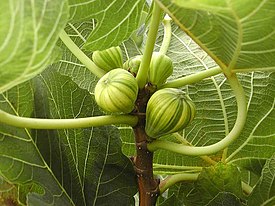 Листья и плоды инжира (Ficus carica)