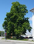 1 summer linden tree