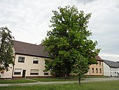 Summer linden (Tilia platyphyllos)