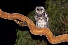 Sooty Owl A22I9873.jpg