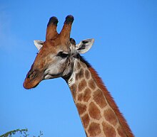 Ossicones of a giraffe South African Giraffe, head.jpg