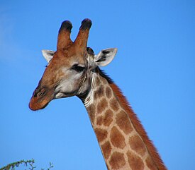 Sydafrikansk giraff, head.jpg