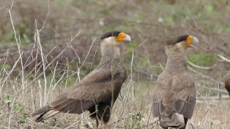 File:Southern Crested Caracaras (Caracara plancus) (29232709986).jpg