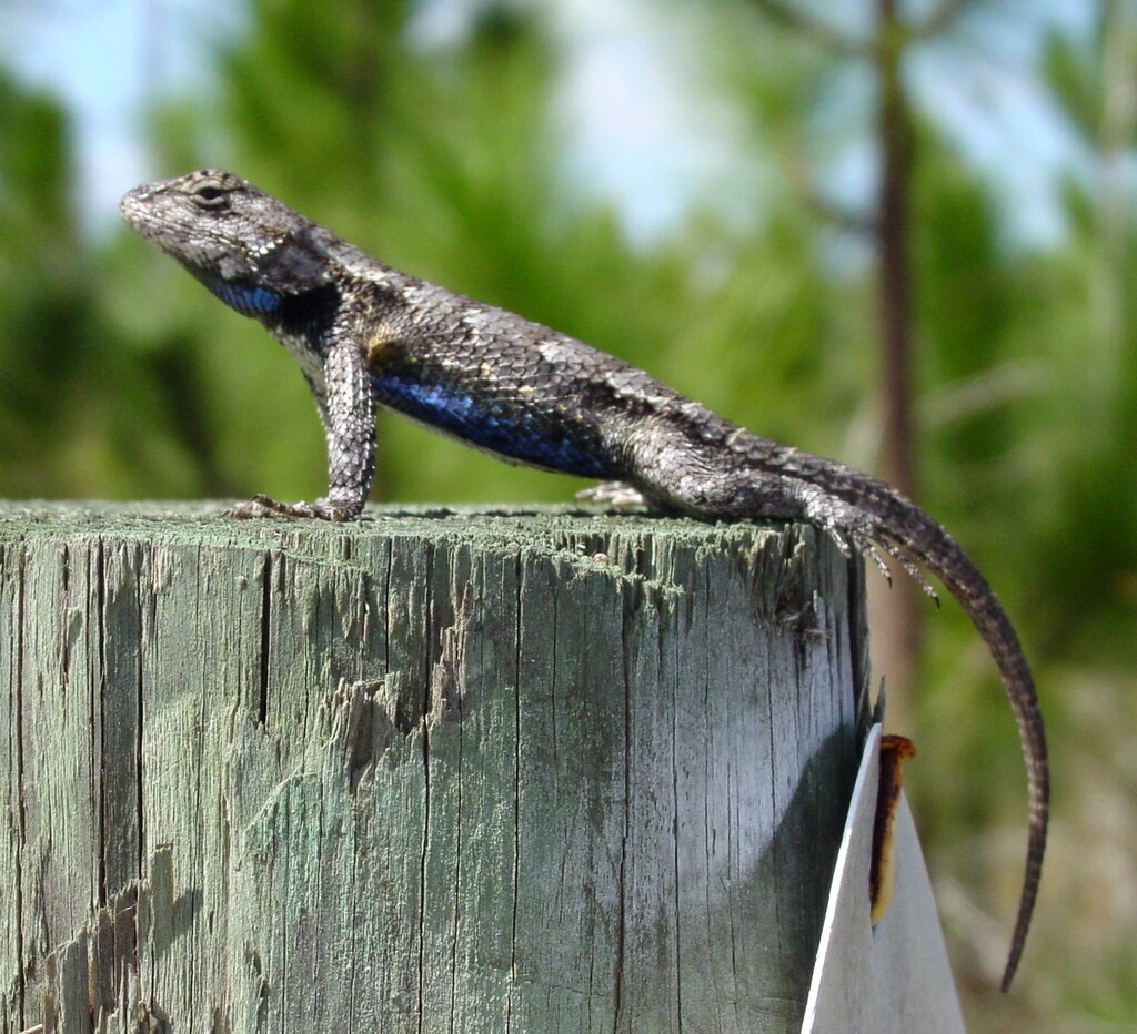 Eastern Fence Lizard