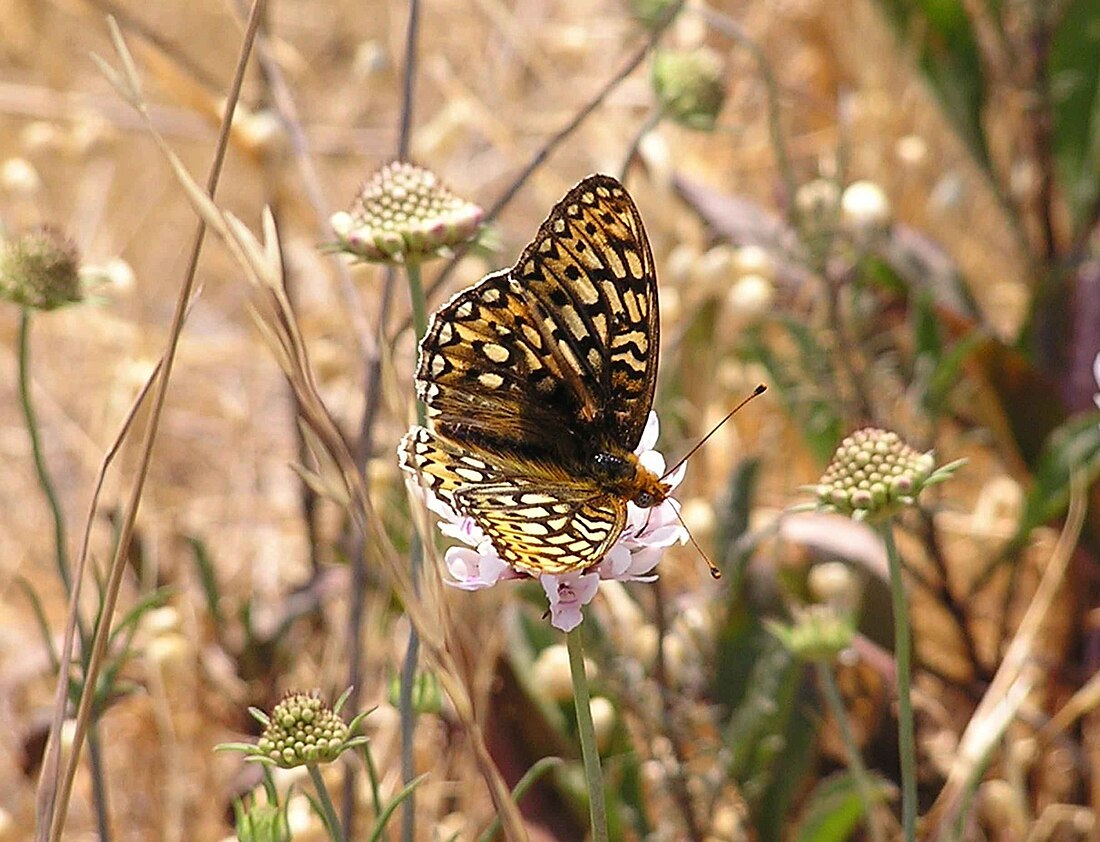 Callippe silverspot butterfly