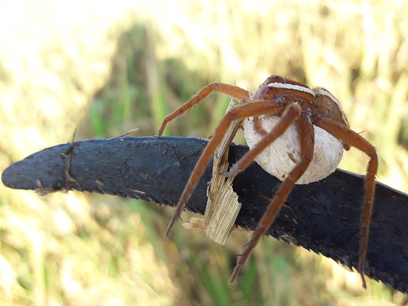 File:Spider20171011 074826.jpg