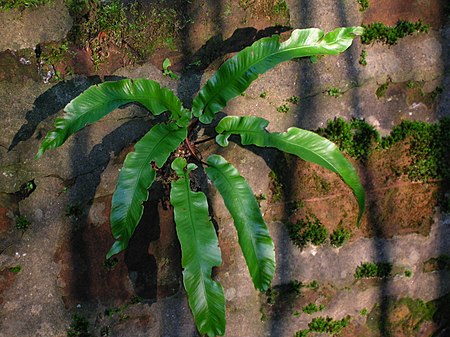 Spiers harts tongue fern.JPG