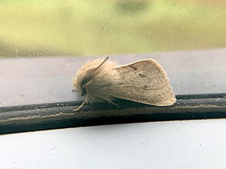 <i>Spilosoma vagans</i>