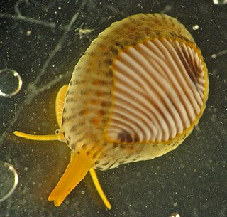 <i>Trivia monacha</i> Species of gastropod