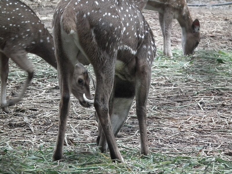 File:Spotted deer from Bannerghatta National Park 8663.JPG