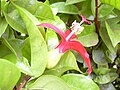 leaves, flower