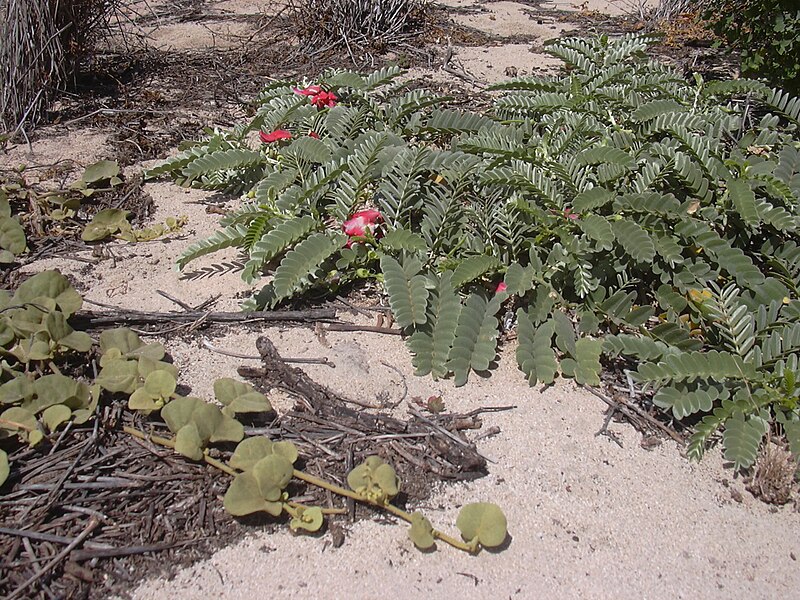 File:Starr 040704-0005 Sesbania tomentosa.jpg