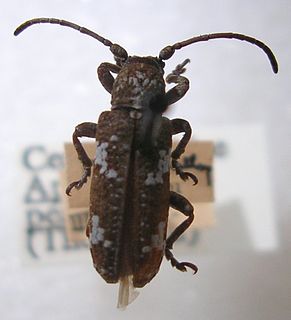 <span class="mw-page-title-main">Apomecynini</span> Tribe of beetles