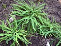 Sleziník červený (Asplenium trichomanes subsp. densum)