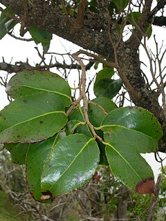 <i>Xylosma</i> Genus of flowering plants