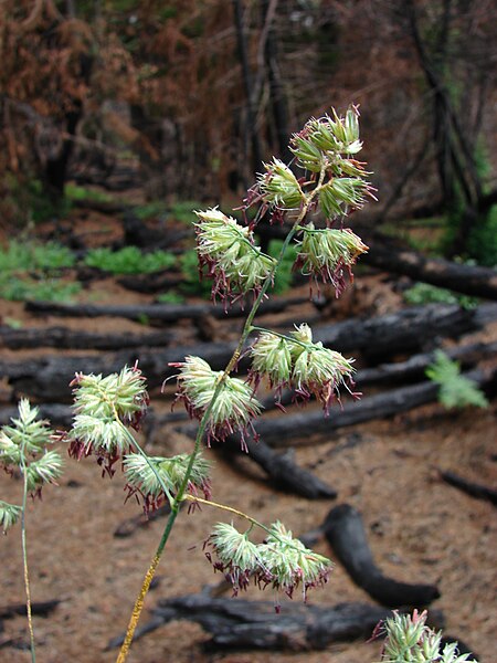 File:Starr 070908-9299 Dactylis glomerata.jpg