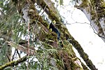 Thumbnail for File:Steller's Jay in a tree.jpg