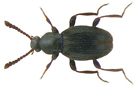 Stenichnus collaris