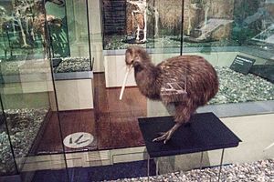 Stewart Island kiwi, Otago Museum, 2016-01-29.jpg