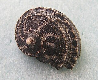 <i>Stomatolina</i> genus of molluscs