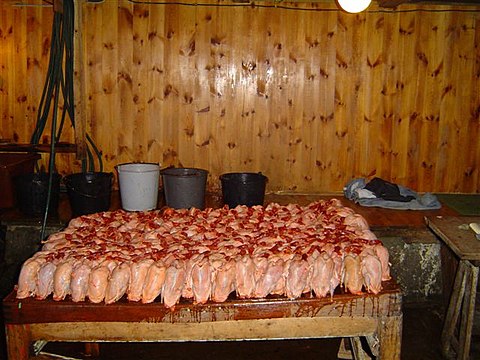 Puffins prepared for the kitchen in Dimun Stora dimun puffins for kitchen.jpg