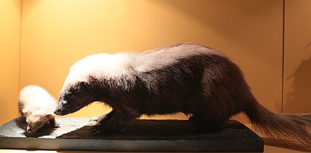Tập_tin:Striped_hog-nosed_skunk_(Conepatus_semistriatus),_Natural_History_Museum,_London,_Mammals_Gallery.JPG