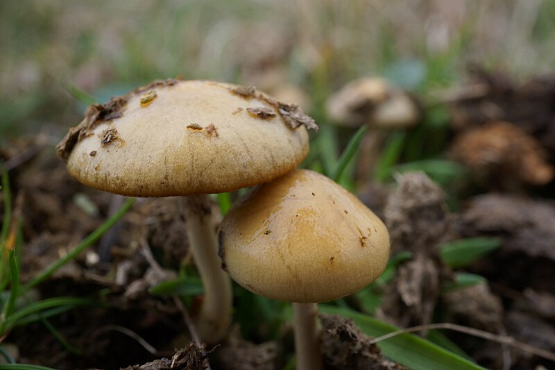 File:Stropharia semiglobata or Agrocybe pediates semiorbicularis (?) (48647125232).jpg