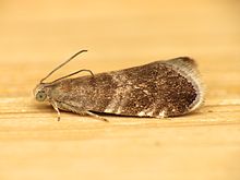 Strophedra weirana (8863626049) .jpg