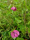 Strophostyles umbellata - Pink Wild Bean.jpg