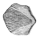 Study of Fishes-Fig 14