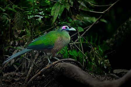 Sumatran Ground-Cuckoo 0A2A4427