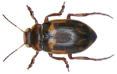 Suphrodytes_dorsalis