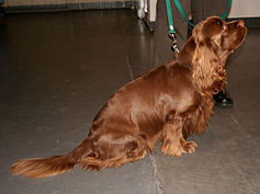 Sussex spaniel 276.jpg