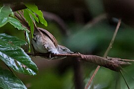 Synallaxis beverlyae - Rio Orinoco Spinetail; eastern Venezuela.jpg