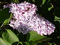 Syringa vulgaris 'Corondel'