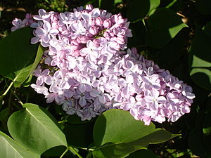 Syringa Vulgaris