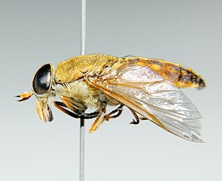 <i>Tabanus fulvulus</i> Species of fly