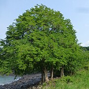 Drzewa tamaryndowca w Lagoa Azul (São Tomé) (3) .jpg