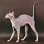 Vignette pour Peterbald