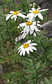 Tanacetum corymbosum (Sottotribù Anthemidinae)