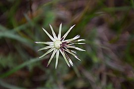 Taraxacum erythrospermum capitule en fin de fructification, à Saint-Félix de l'Héras (Hérault). Les bractées en étoile le font remarquer malgré sa petite taille (1,5-2 cm de diamètre)