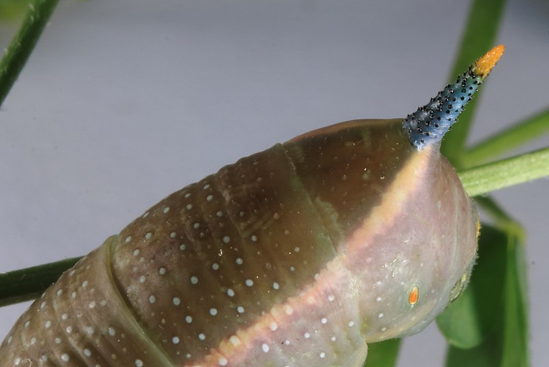 File:Taubenschwänzchen Macroglossum stellatarum Raupe 4079.jpg